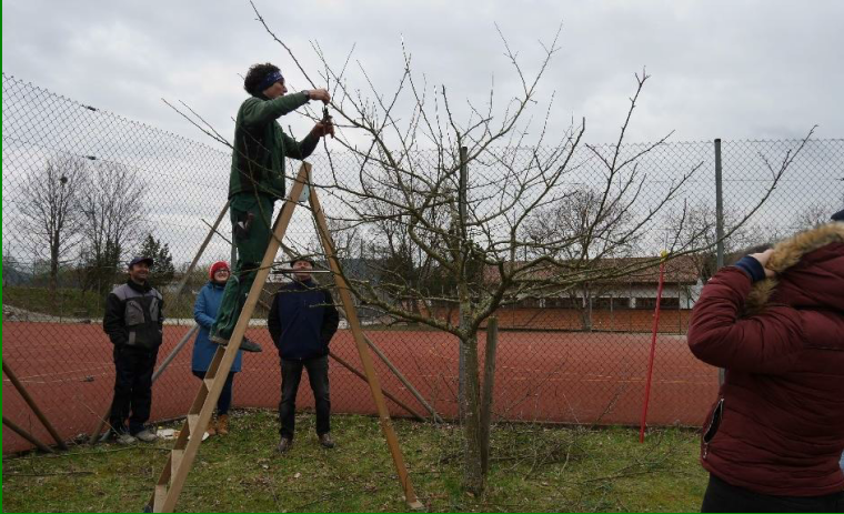 Fachgerechter Winterschnitt von Obstbäumen