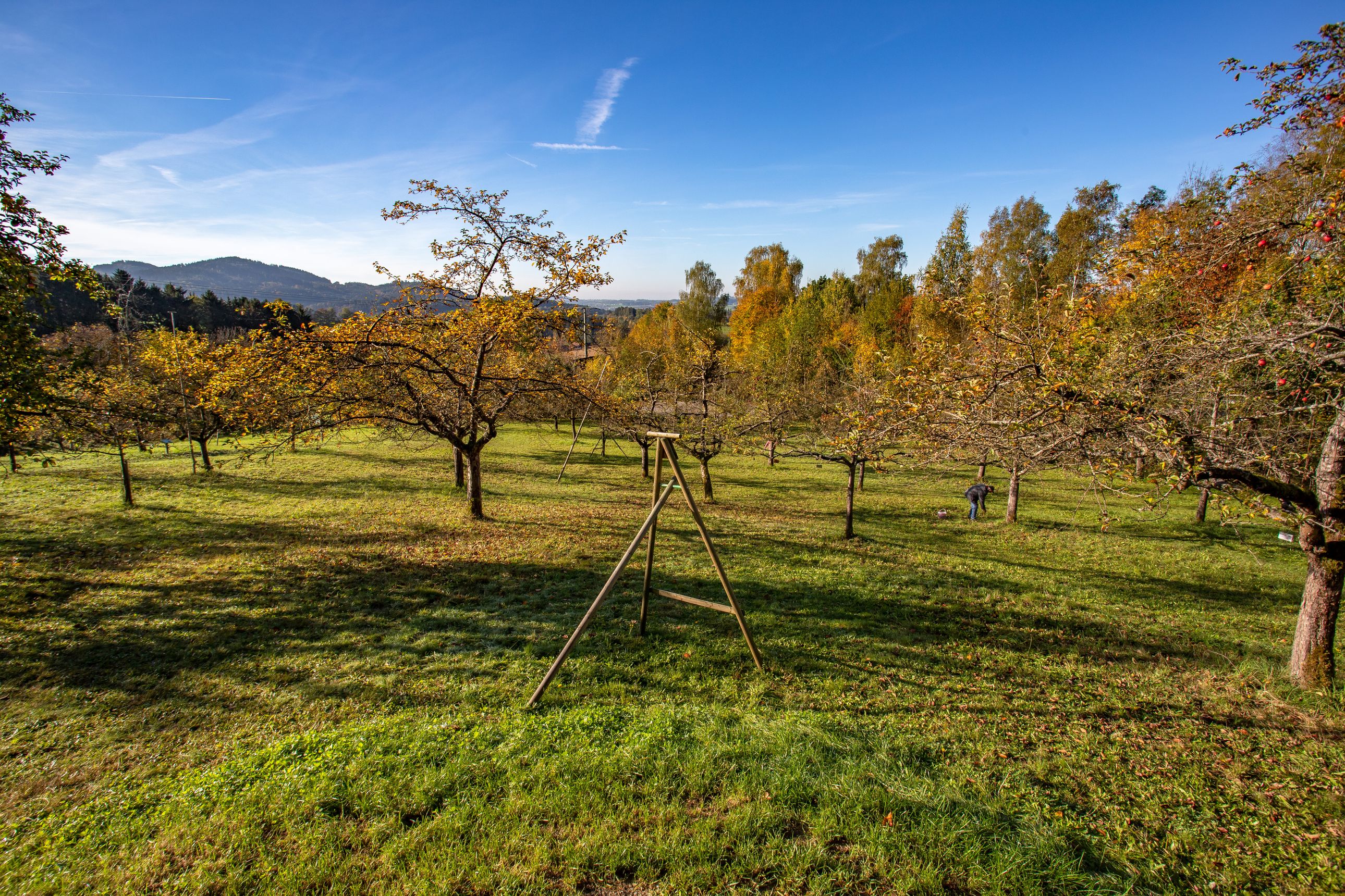 Führung / Workshop im Kreisobstlehrgarten