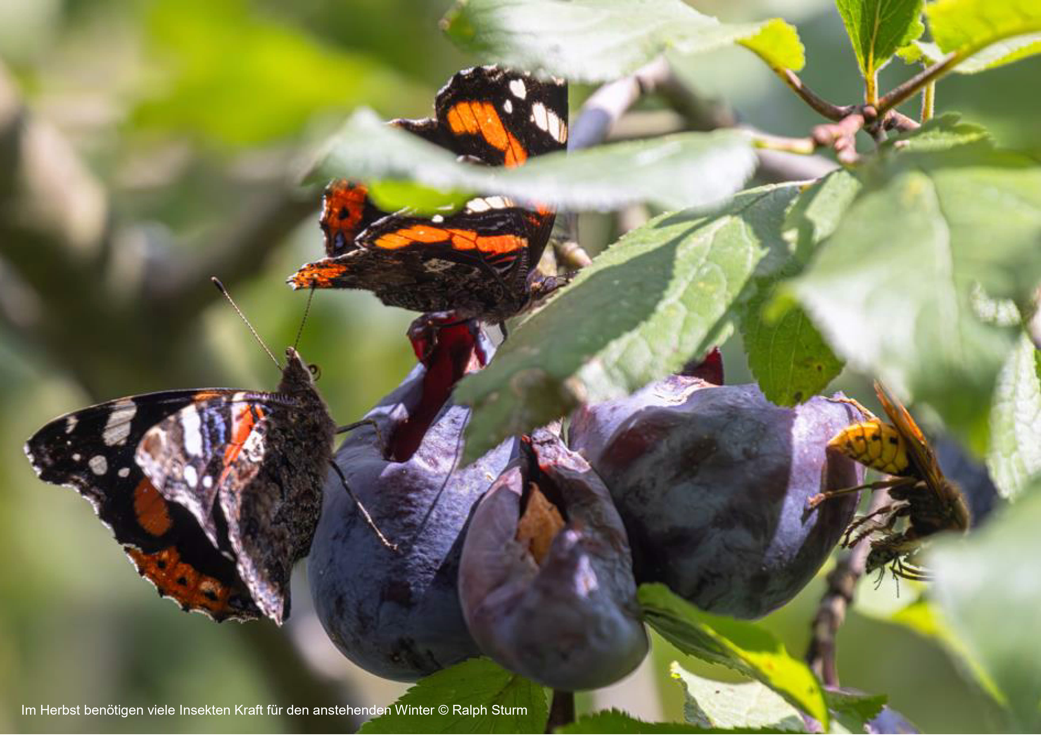 Abendvortrag "Natur im Garten - große Vielfalt auf kleinem Raum"