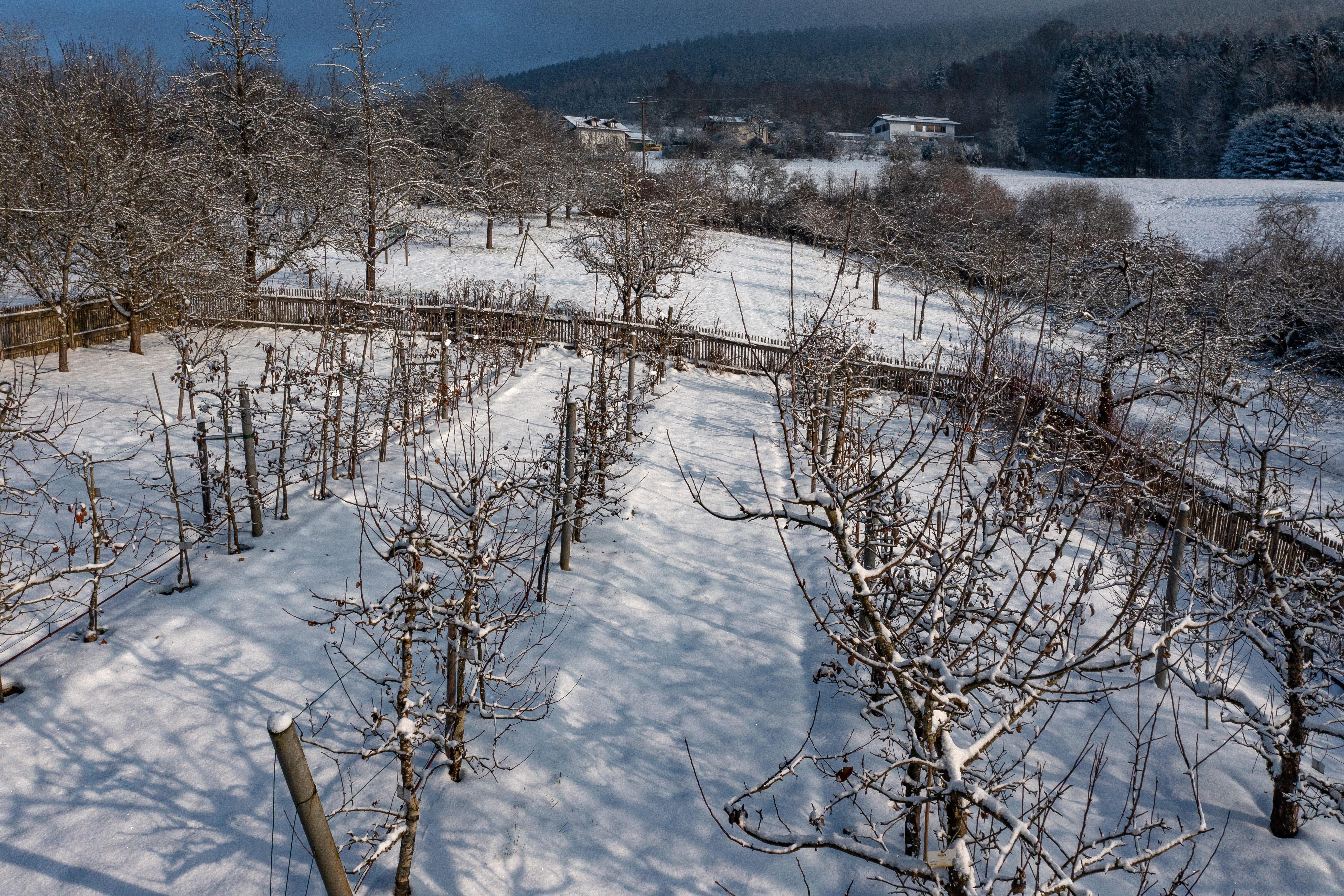 Reiserschnitt- und -tauschtag