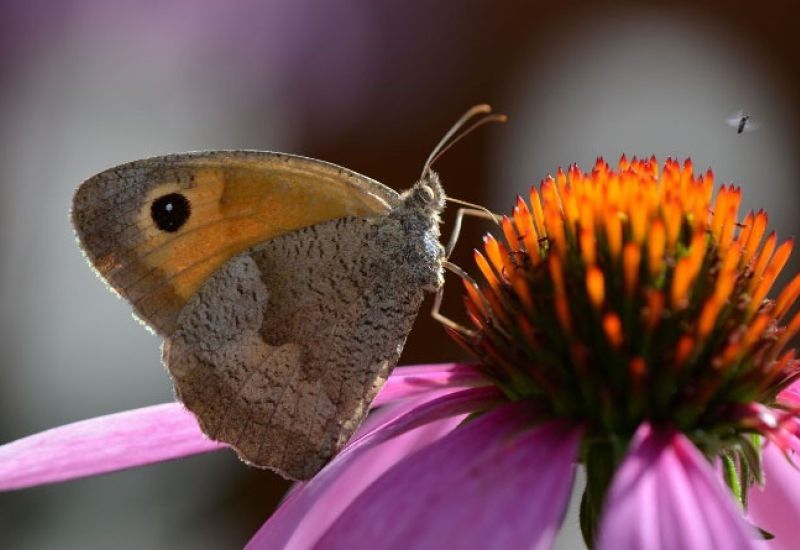 Gartenpflege-Aufbaukurs