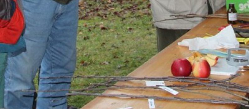 Veredlungskurs für Obstgehölze