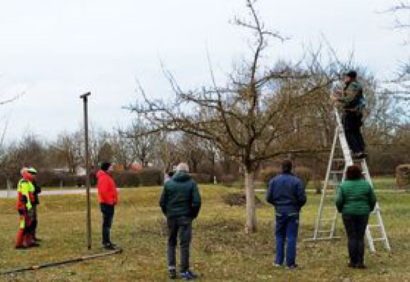 Praxis-Schnittkurs für Obstgehölze