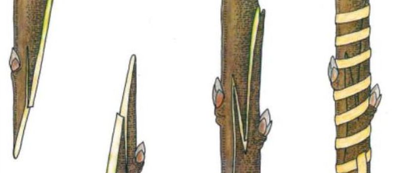 Veredelungskurs