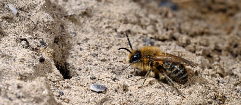 Workshop: Staudenbeet mit Sandarium und Insektenhotel