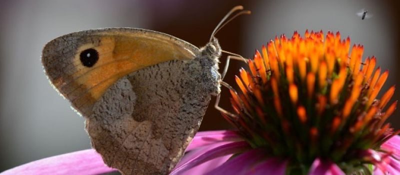 Gartenpflege-Aufbaukurs