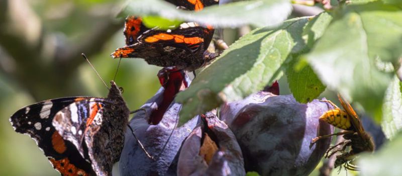 Abendvortrag "Natur im Garten - große Vielfalt auf kleinem Raum"