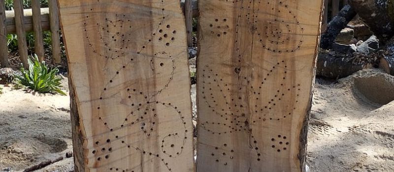Workshop: Staudenbeet mit Sandarium und Insektenhotel