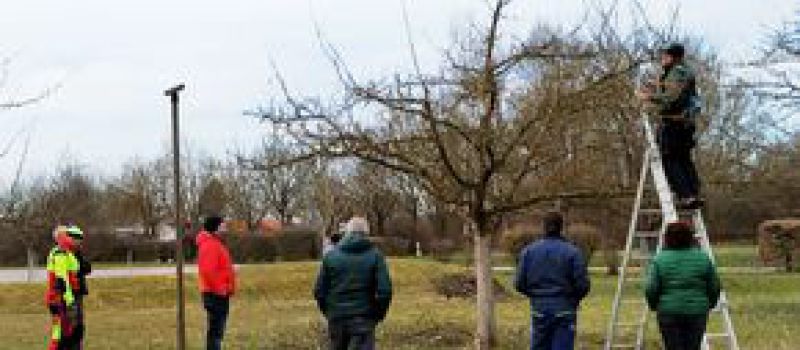 Praxis-Schnittkurs für Obstgehölze