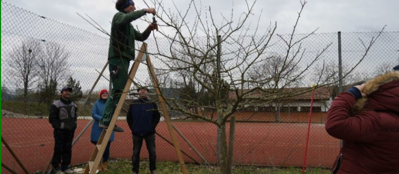 Fachgerechter Winterschnitt von Obstbäumen