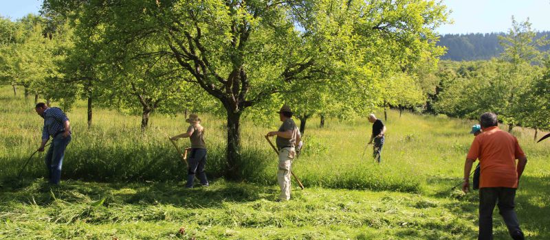 Sensenmähkurs im Kreisobstlehrgarten