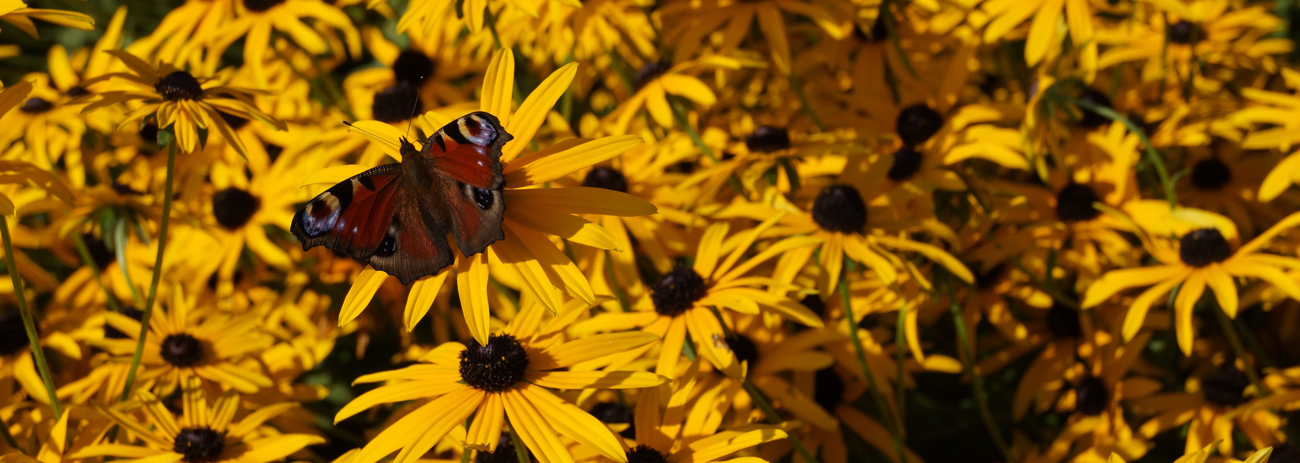 Blumen und Blütenbaum