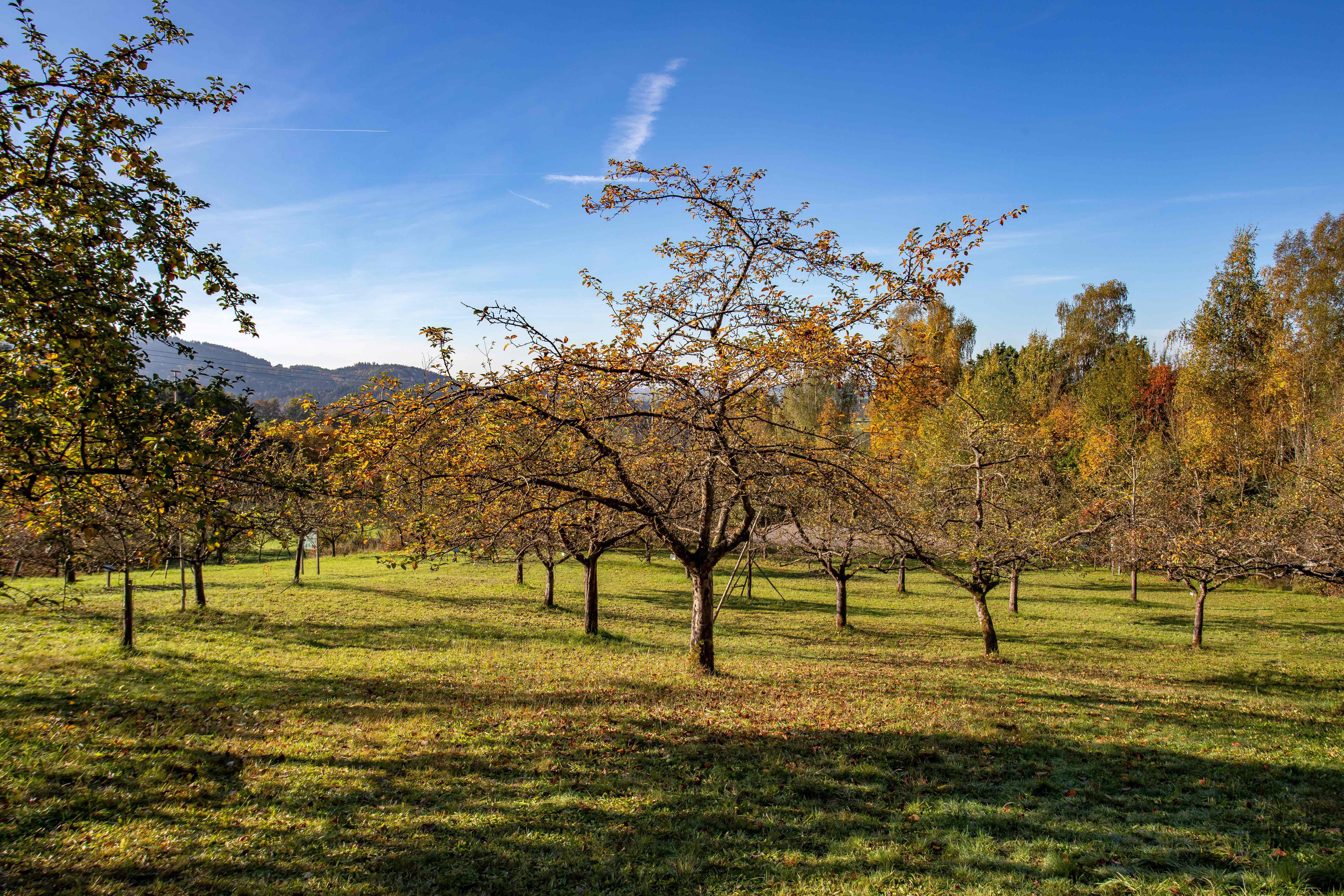 Kreisobstlehrgarten Garten
