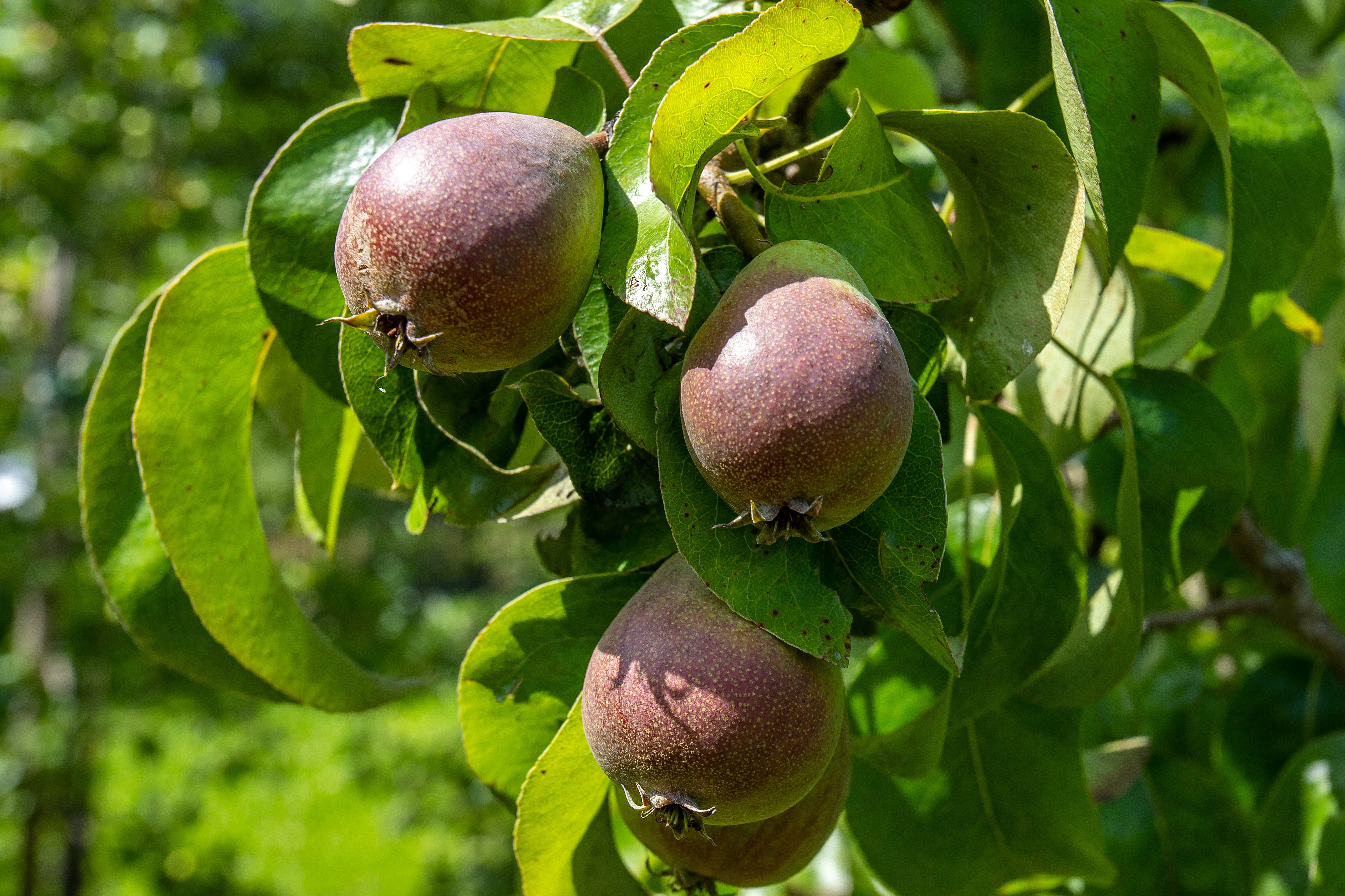 Obstbaumblüte