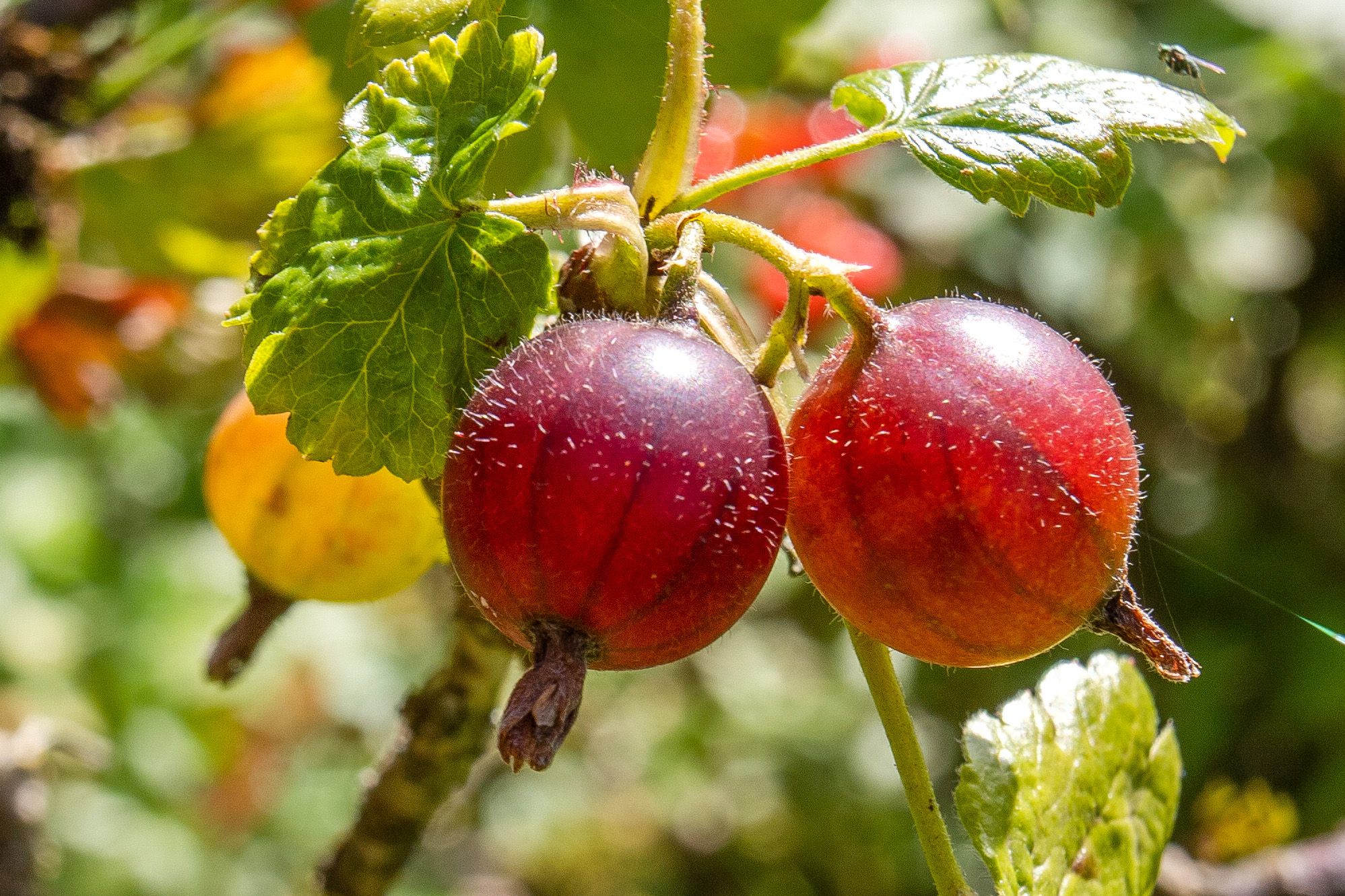 Obstbaumblüte