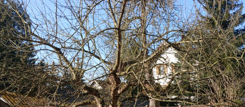 Fachgerechter Schnitt starkwachsender Obstbäume