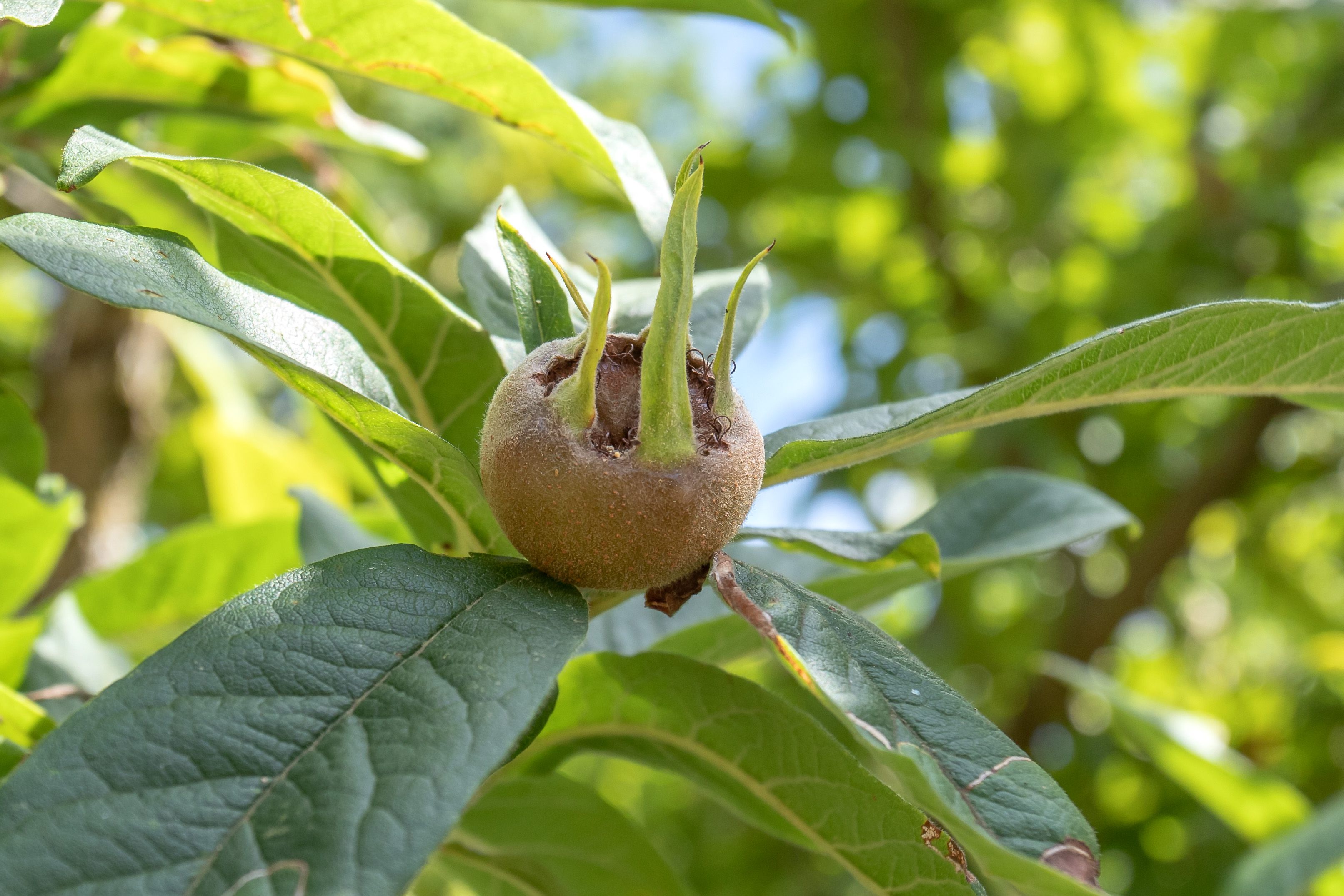 Obstbaumblüte